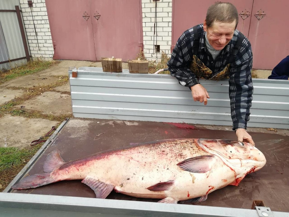 Рязанский рыбак поймал толстолобика массой 49 килограмм