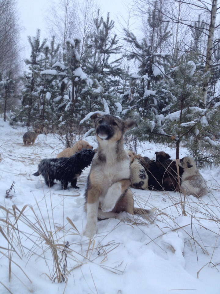Рязанец обнаружил в лесу 20 щенков