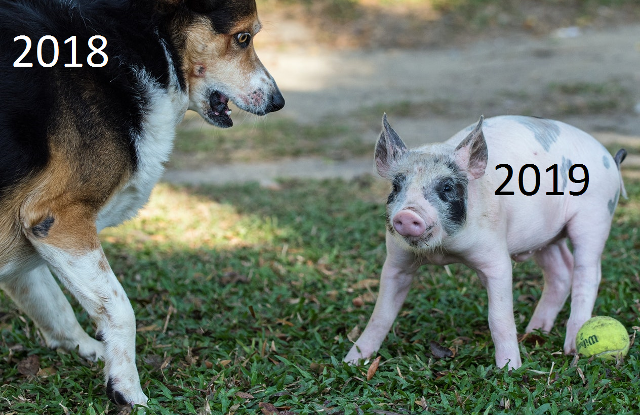 Мы по-настоящему заморочились и выяснили, можно ли есть свинью на этот Новый Год