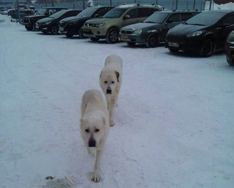 Опасно! В районе Недостоево бегают два алабая