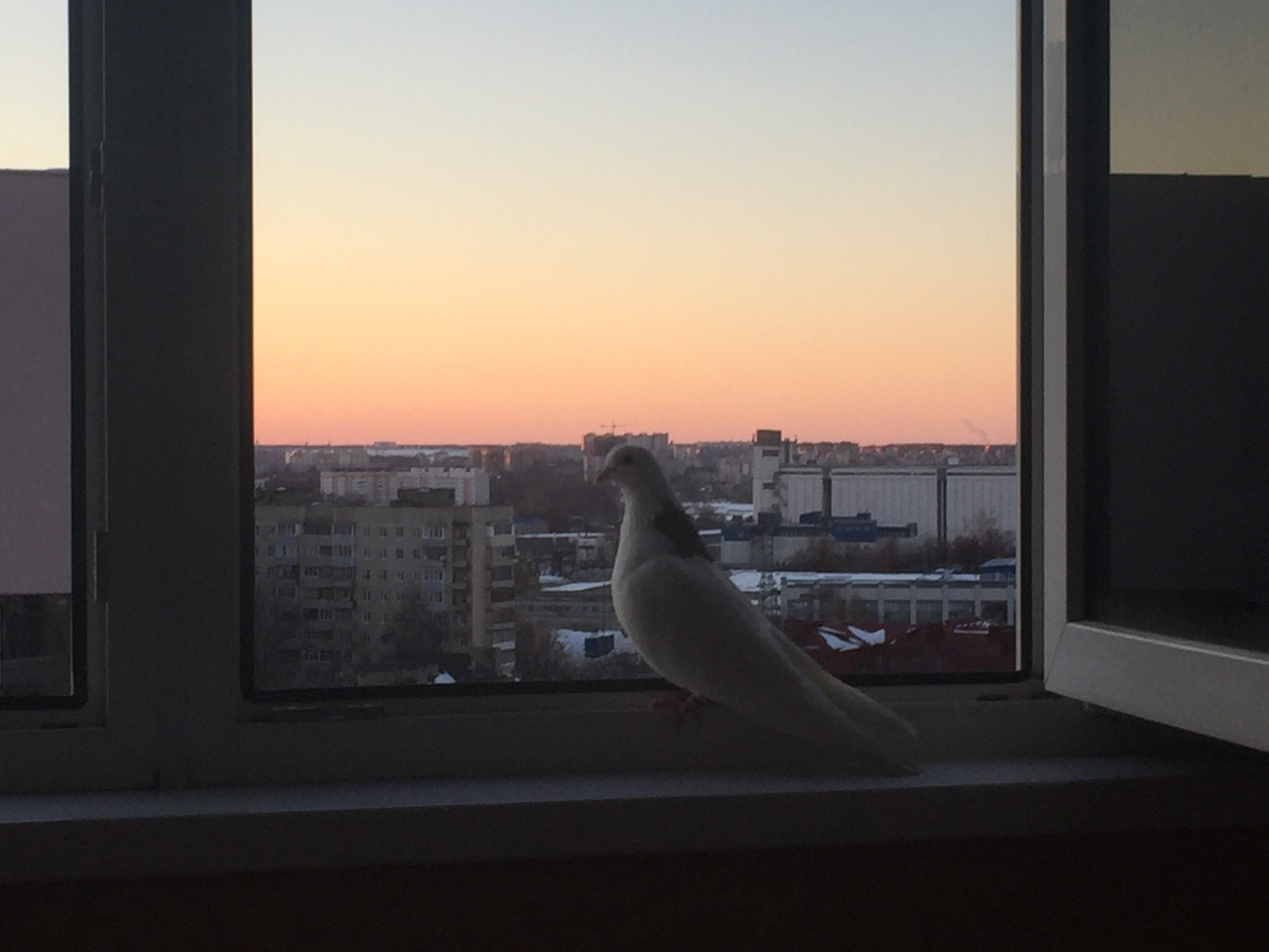 Неожиданное соседство - в квартиру рязанки залетел окольцованный белый голубь