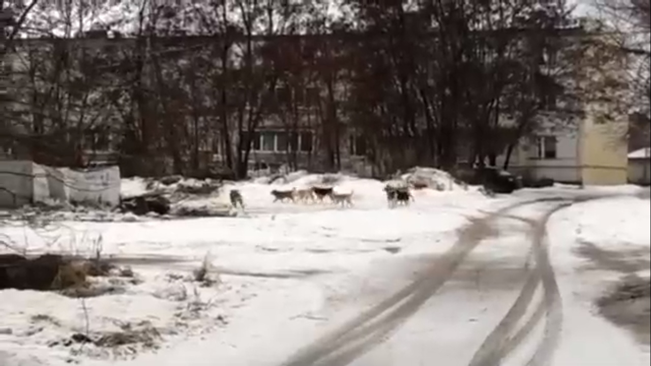 Стая бродячих собак терроризирует жителей города Спасск-Рязанский