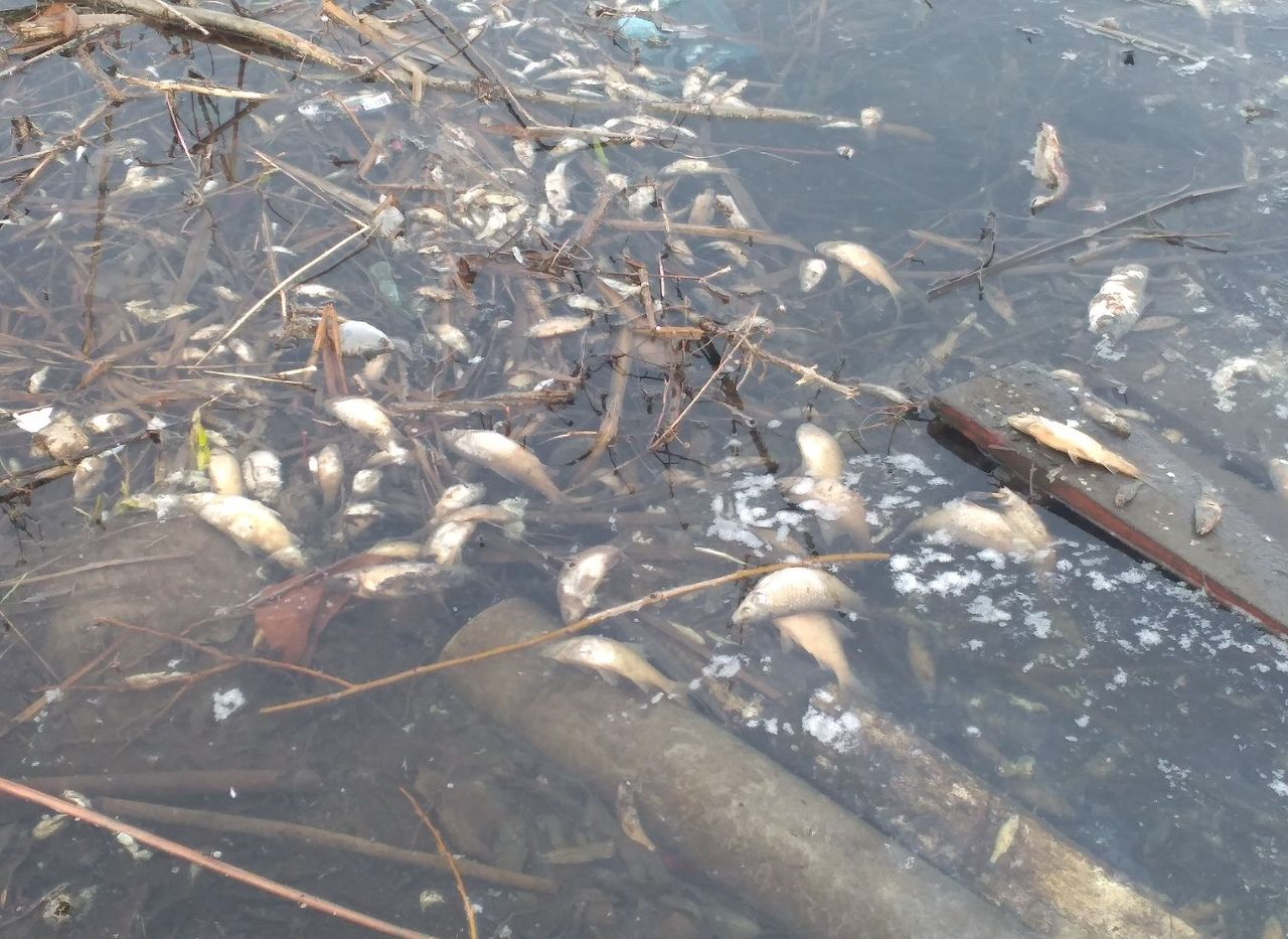 В Канищеве произошёл массовый замор рыбы