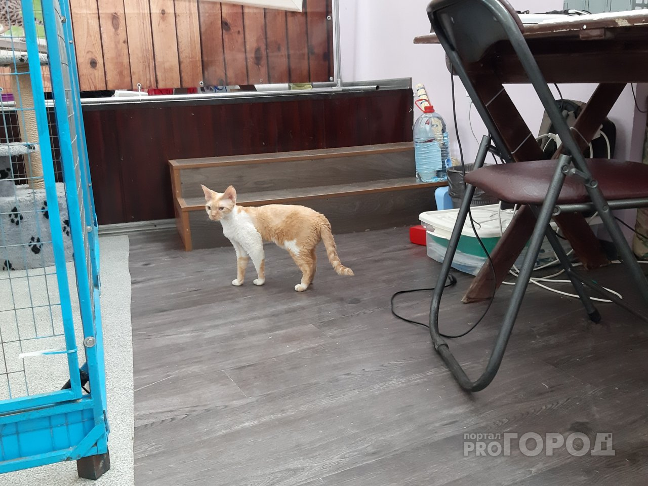 Выставка кошек в Рязани: почему люди переживают за судьбу животных