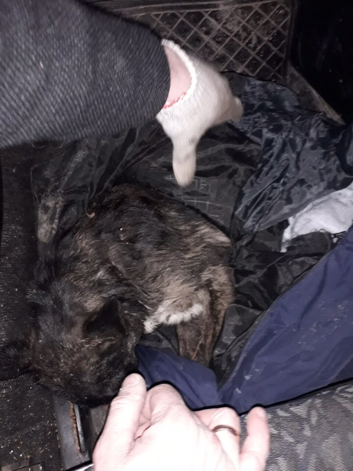 В Лесопарке нашли едва живую закопанную собаку