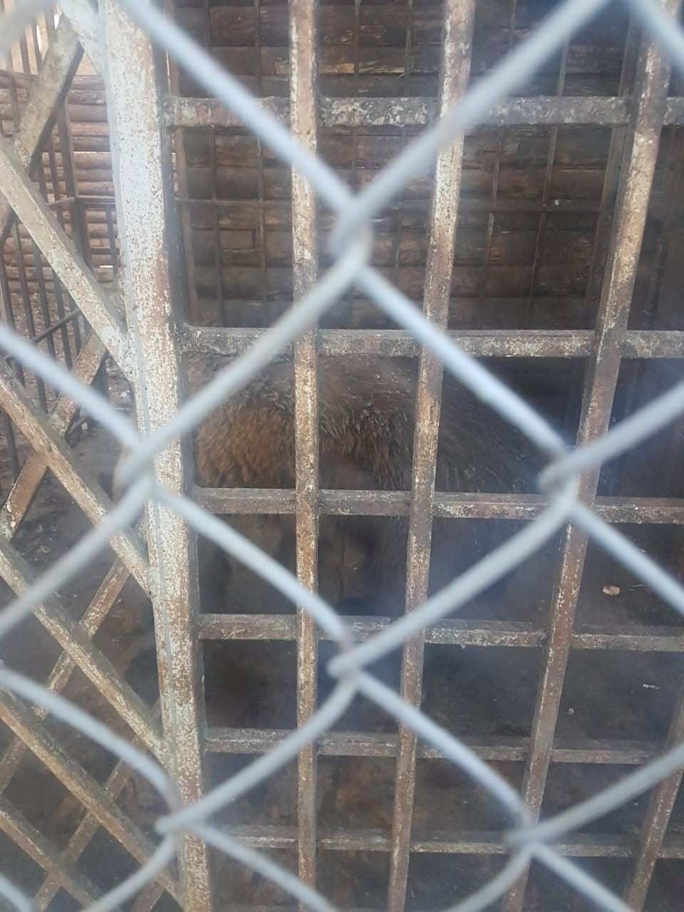 В рыбновском мини-зоопарке погибает медведь
