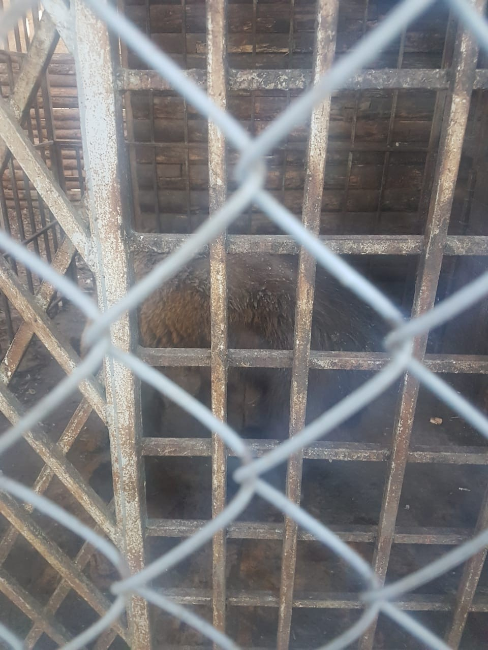 Прокуратура заинтересовалась новостями о погибающем в мини-зоопарке медведе