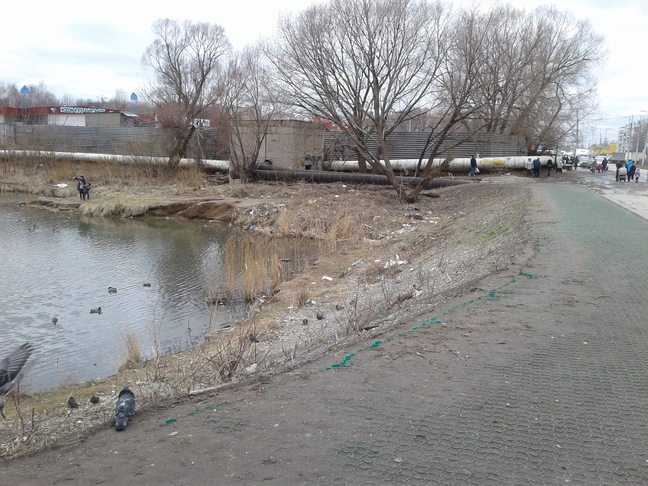 В Дашково-Песочне пруд Серой Шейки завален мусором