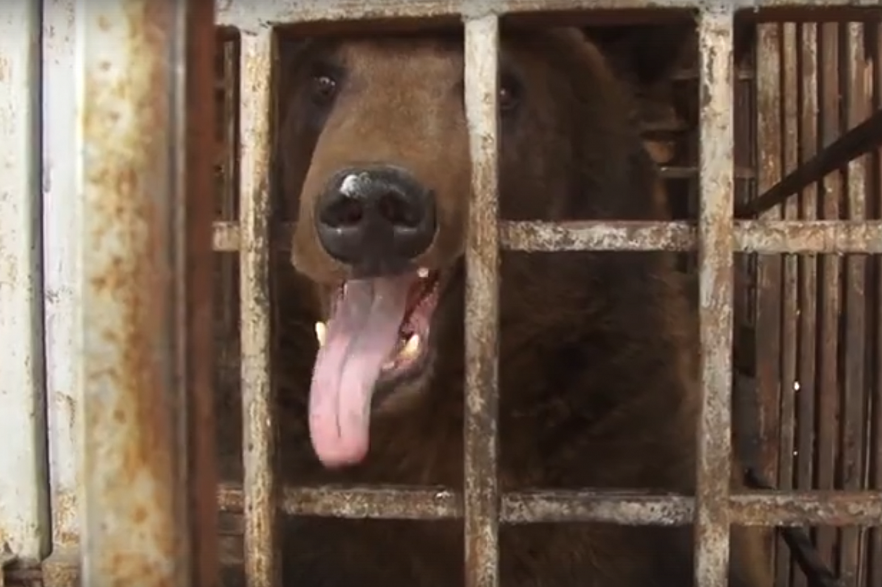 Прокуратура: Медведь из парка "Пересвет" здоров и в помощи не нуждается