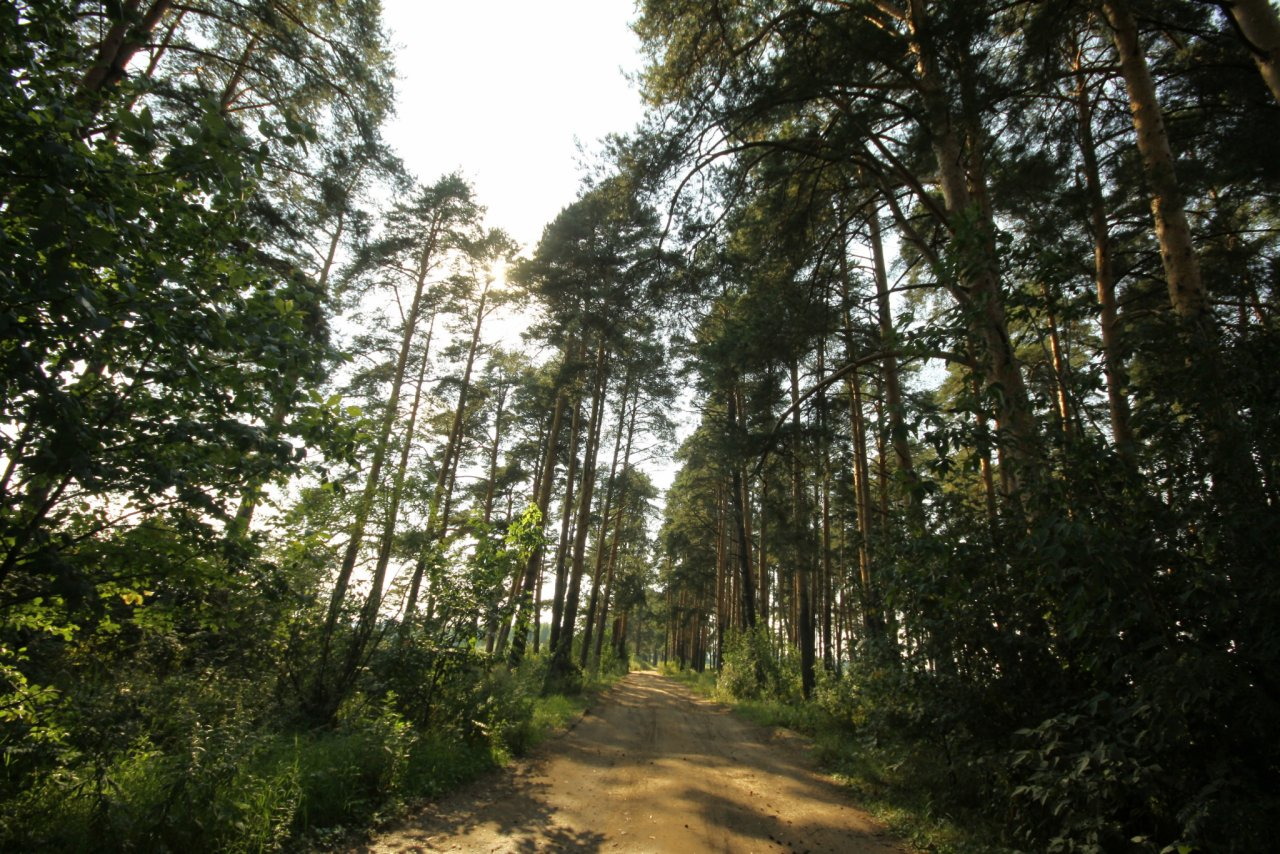 В Рязанской области высадят 20 тысяч сосен в честь ветеранов Великой Отечественной войны