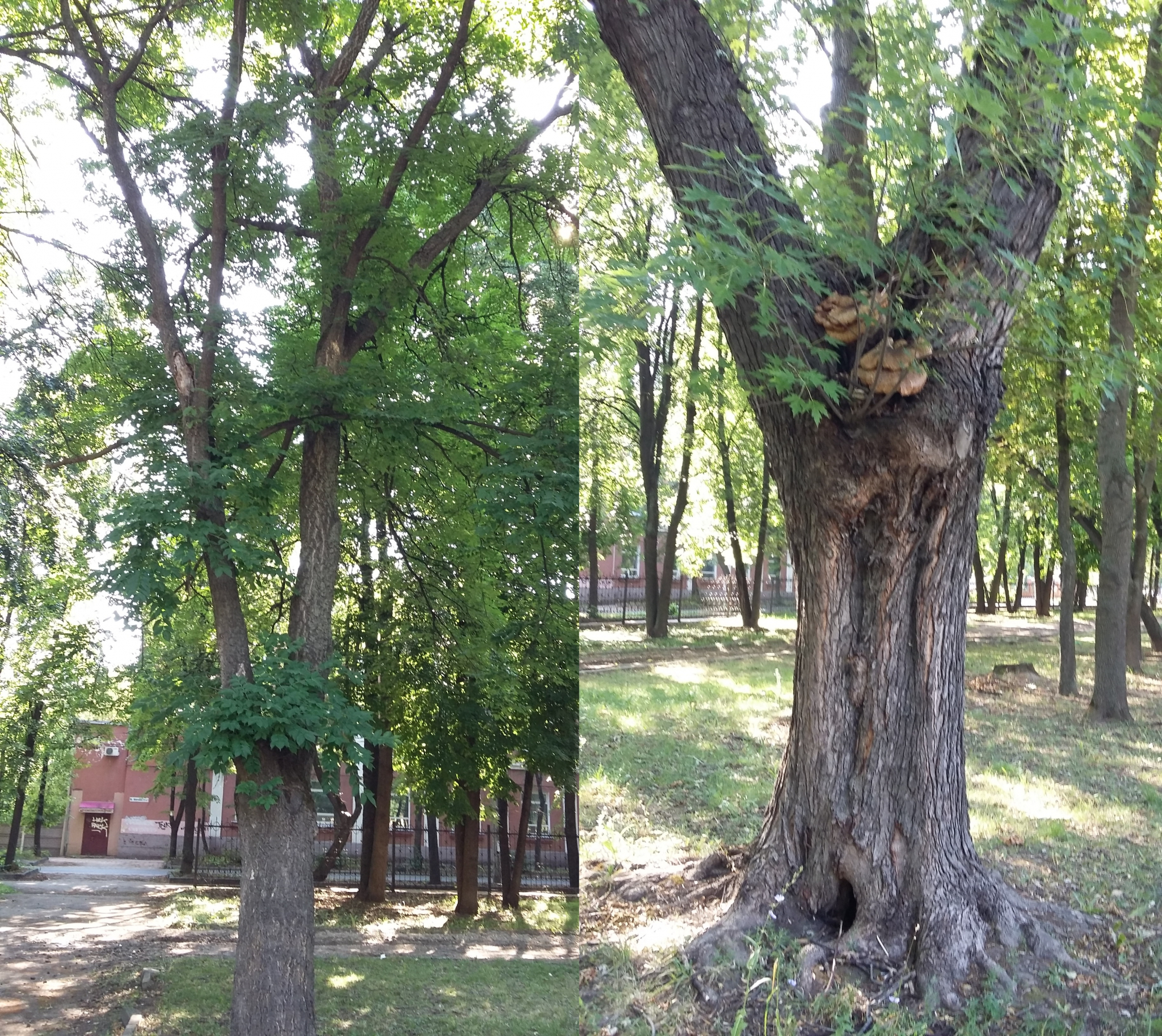 Рязанец призвал обратить внимание на плачевное состояние редких деревьев в городе