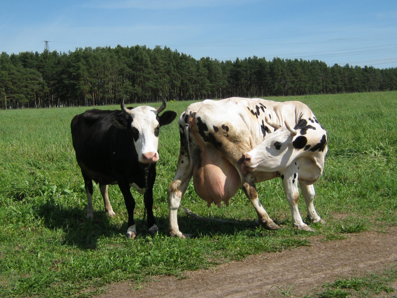 Водители в сторону - во вторник по Солотчинскому шоссе пойдут коровы