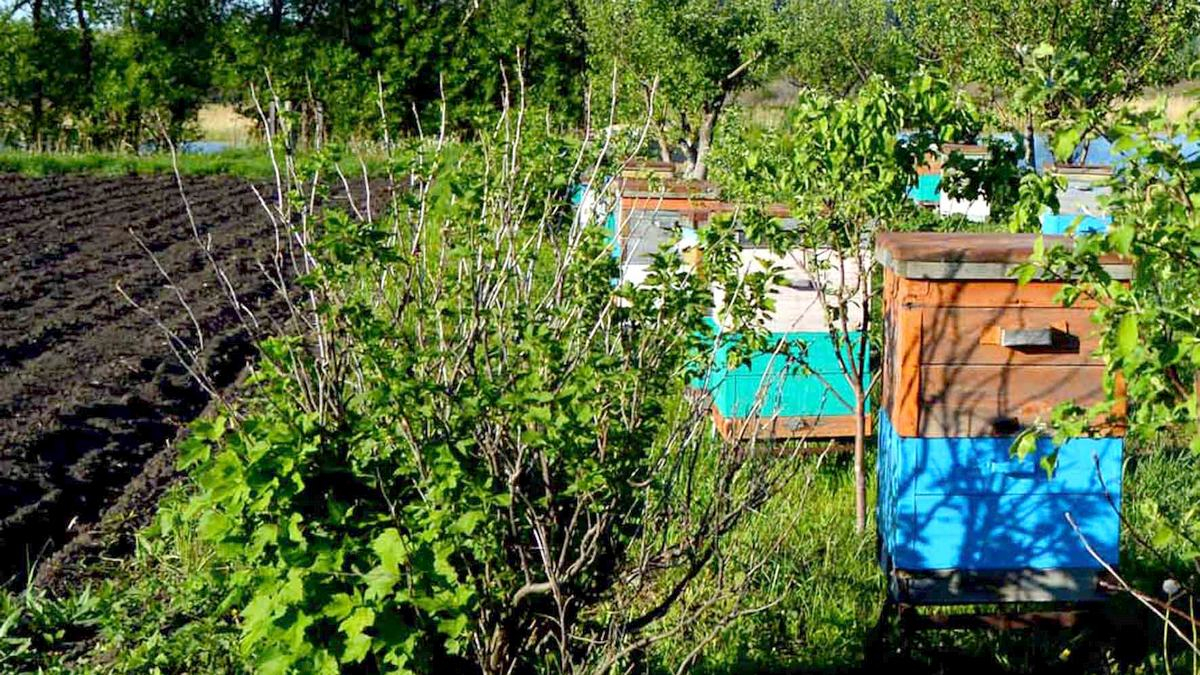 В Пронском районе у пасечников погибли все пчелы