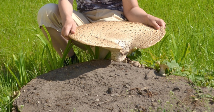 В Рязанской области вырос гриб-великан