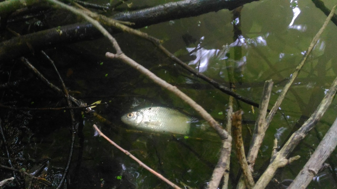 В реке под Рязанью гибнет рыба