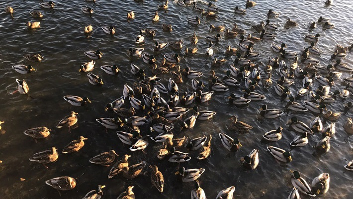 Ученые доказали, что "Дикая утка" – естественное озеро