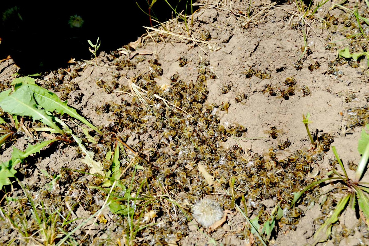 В Пронском районе снова массово гибнут пчелы
