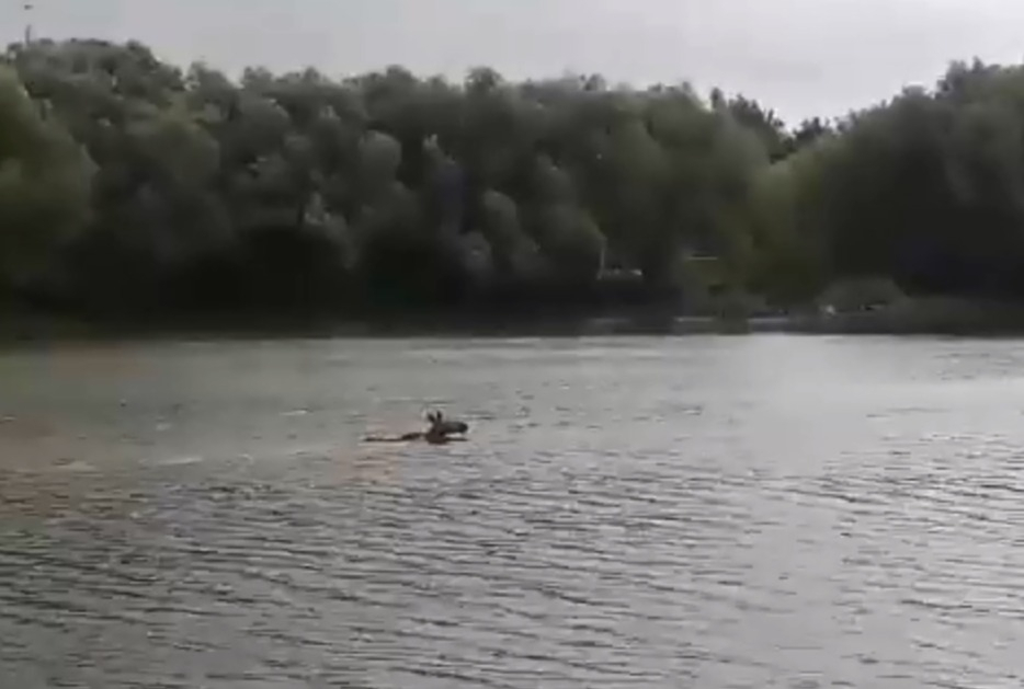 В парке ЦПКиО лосиха переплывает Рюминский пруд. Видео