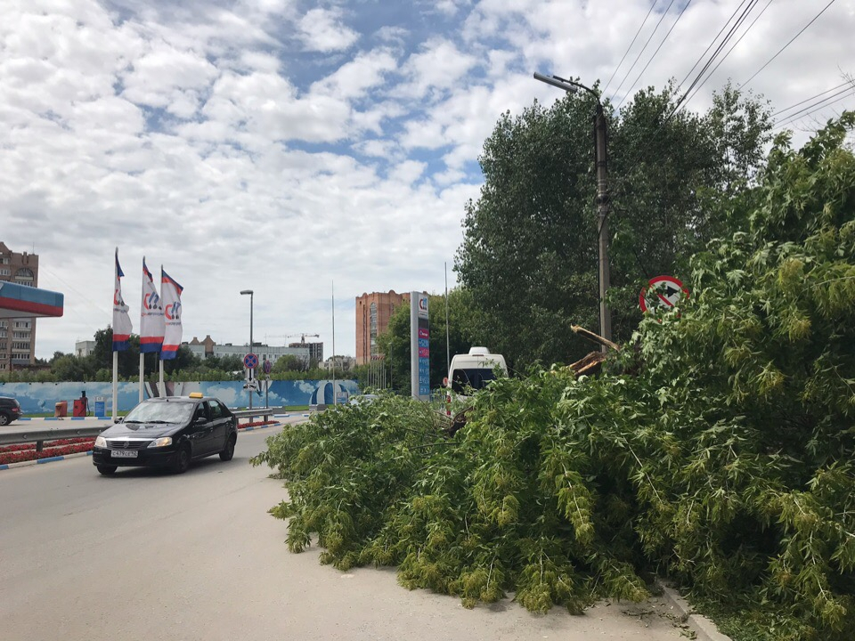На улице Павлова дерево упало на проезжую часть