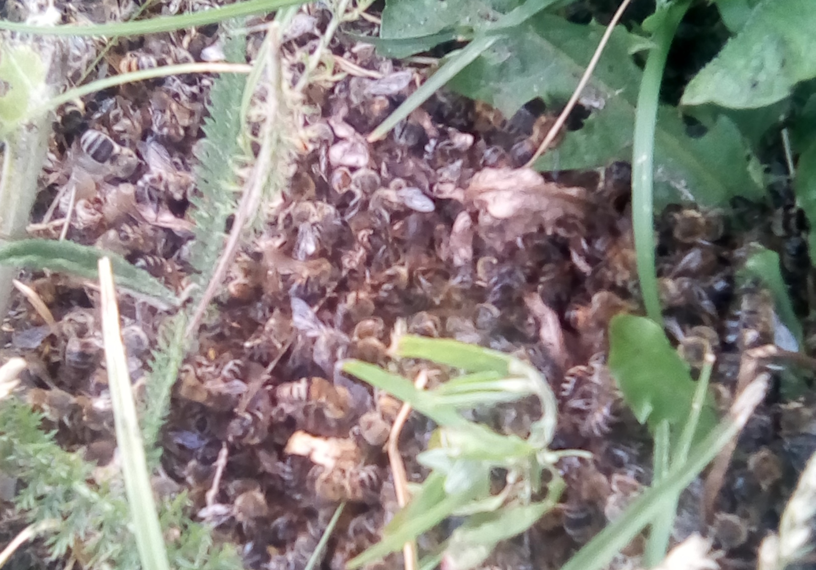 "Больно на это смотреть": рязанский пасечник из Захаровского района рассказал о гибели пчел