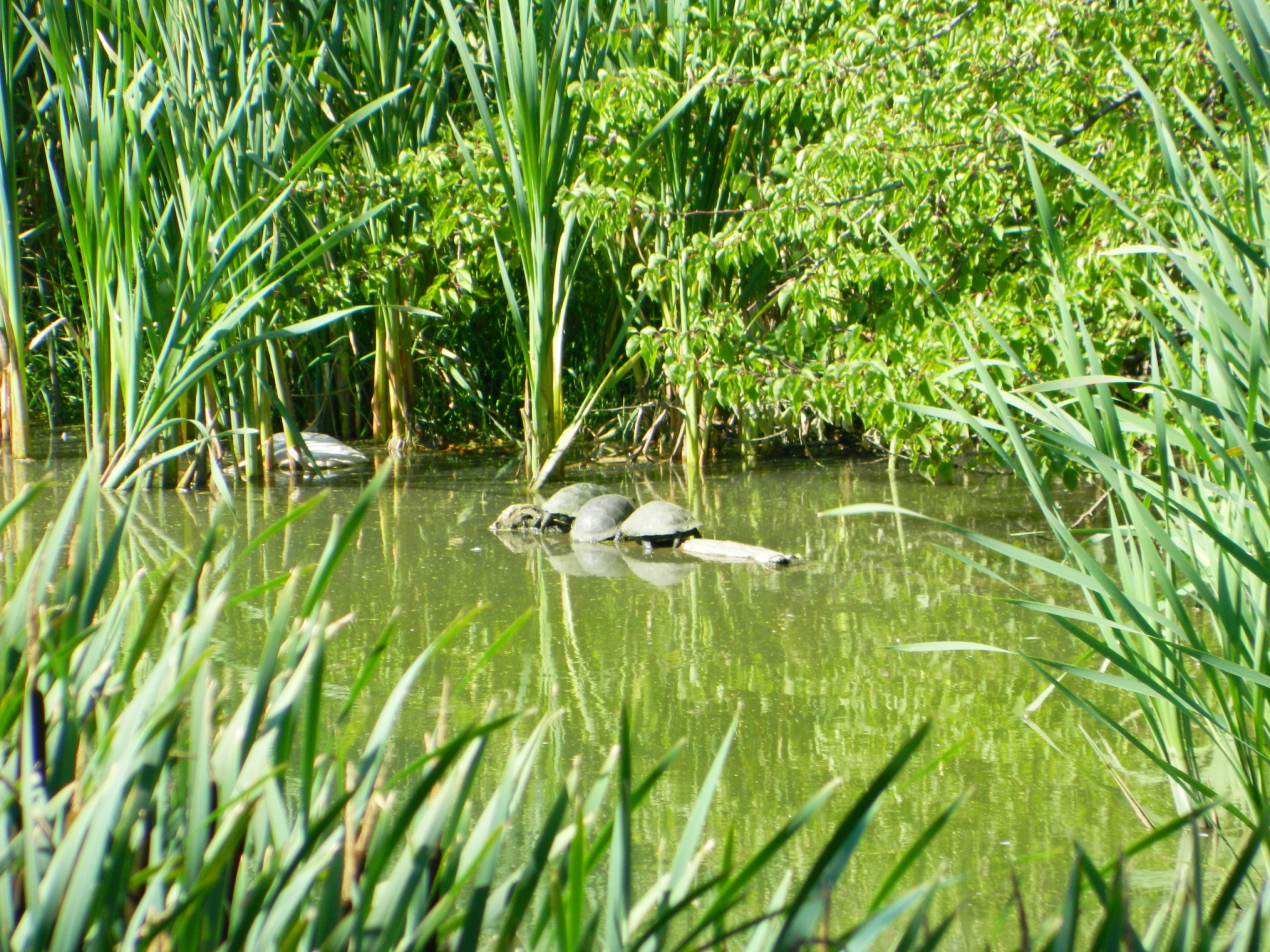 В рязанском пруду завелись черепахи