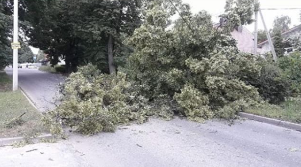 Внимание автолюбителям: проезд по улице Баженова заблокирован деревом