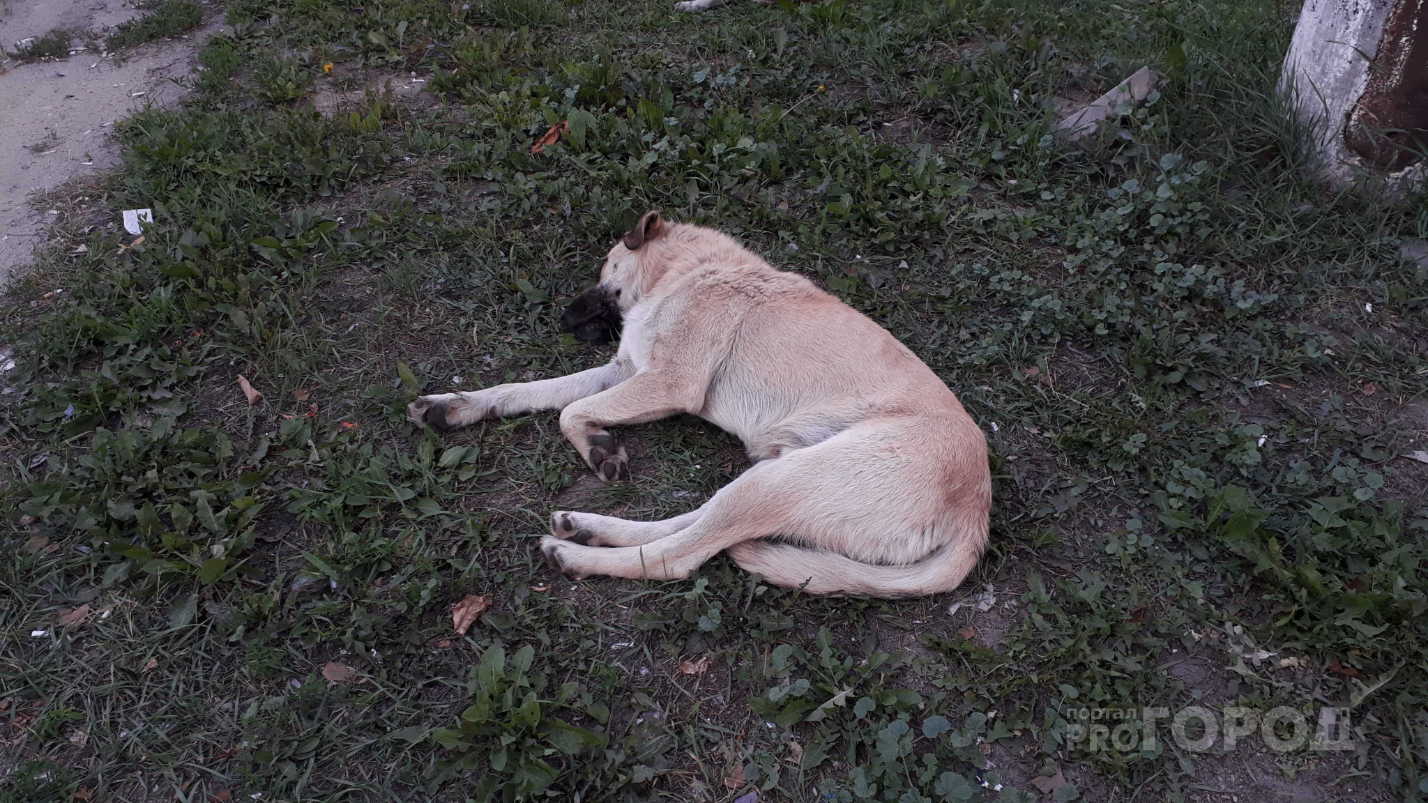 Рязанцы пожаловались на стаю собак в Канищеве