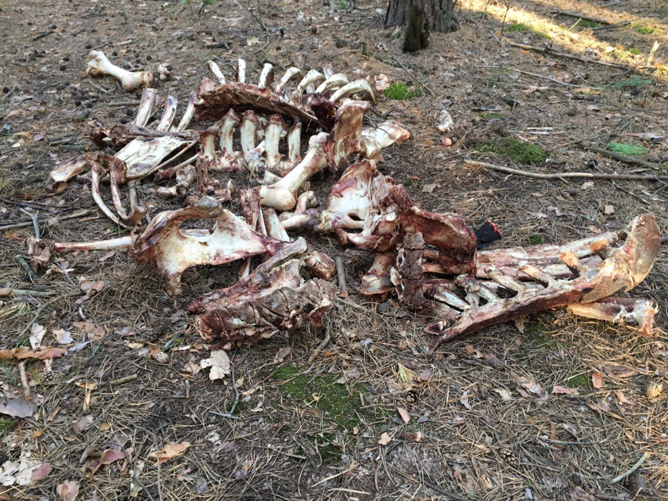 Рязанцы рассказали об останках животных в солотчинском лесу