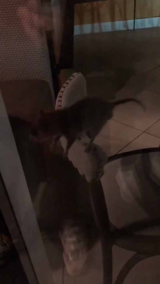 В кондитерской "Римские каникулы" прокомментировали инцидент с крысой