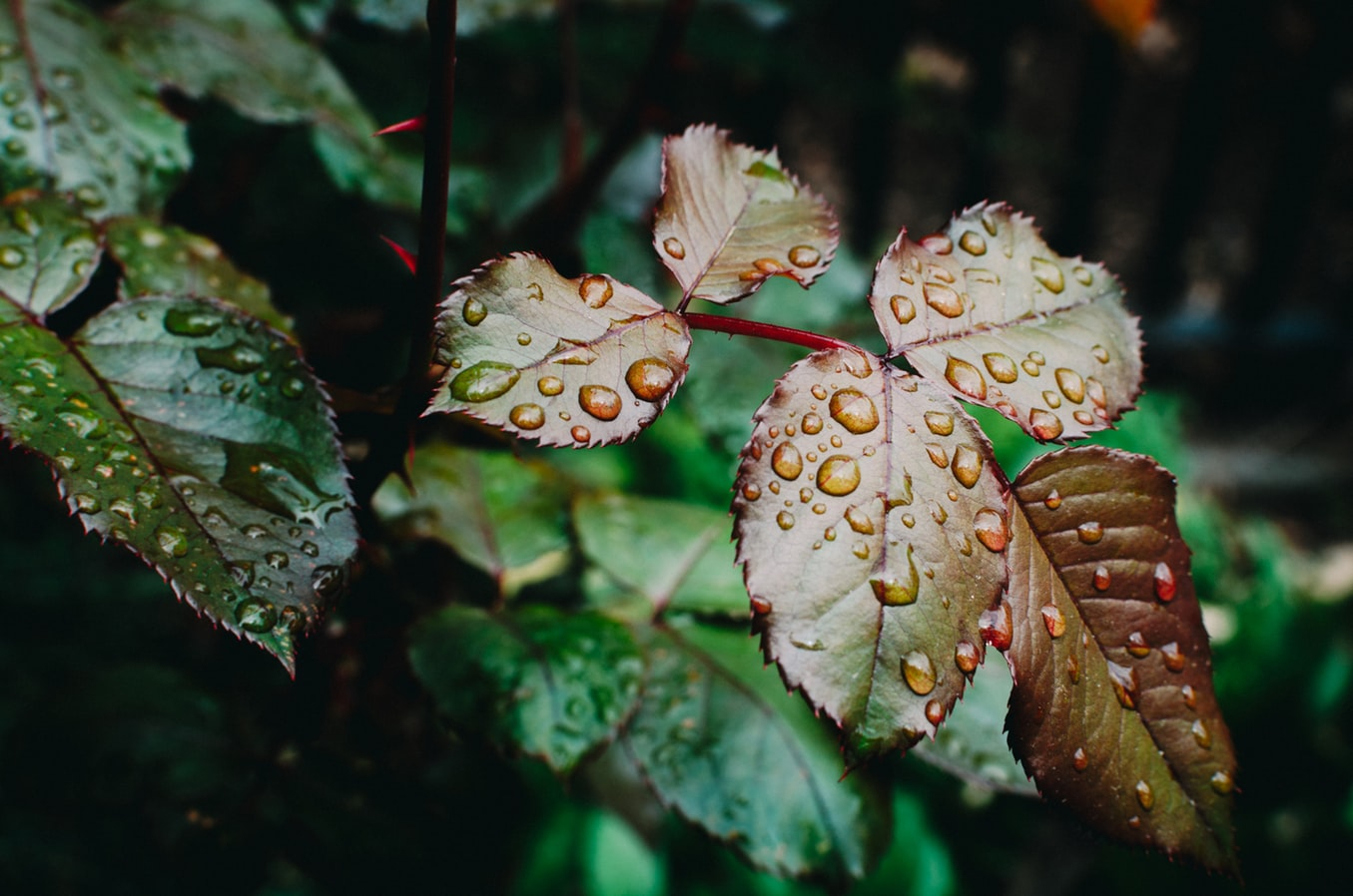 О погоде в Рязани - и снова дожди и грозы