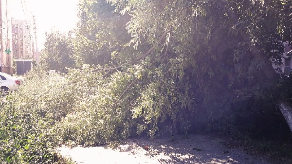 В Дашково-Песочне упавшее дерево мешает пешеходам