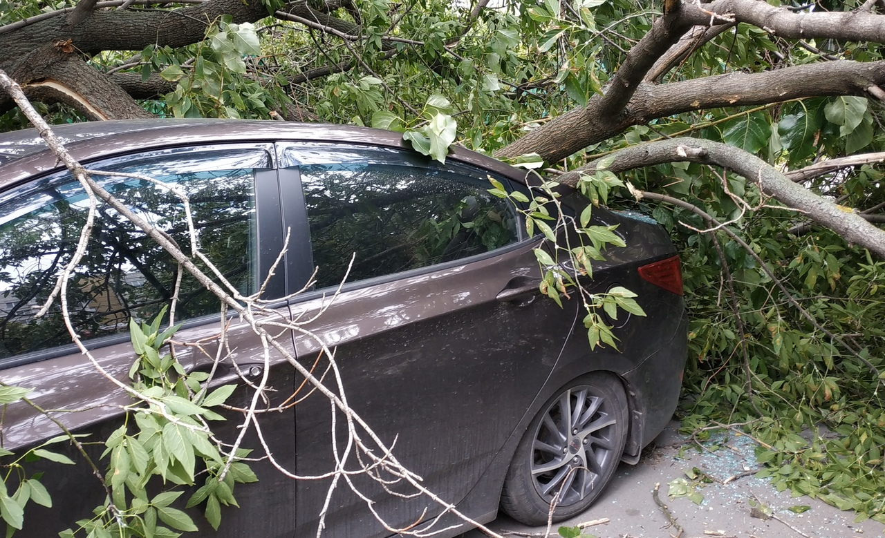 На площади Мичурина из-за сильного ветра дерево упало на автомобиль
