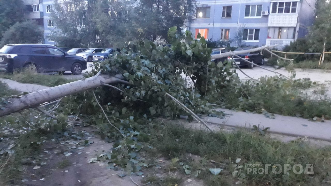 На улице Новосёлов сильный ветер снёс дерево