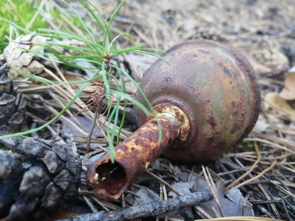 В Ряжском лесу нашли ржавую гранату