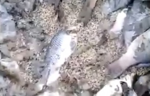 В Старожиловском районе из-за массового спуска воды погибла рыба