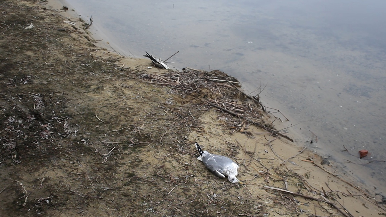 На Борковском карьере массово погибли чайки