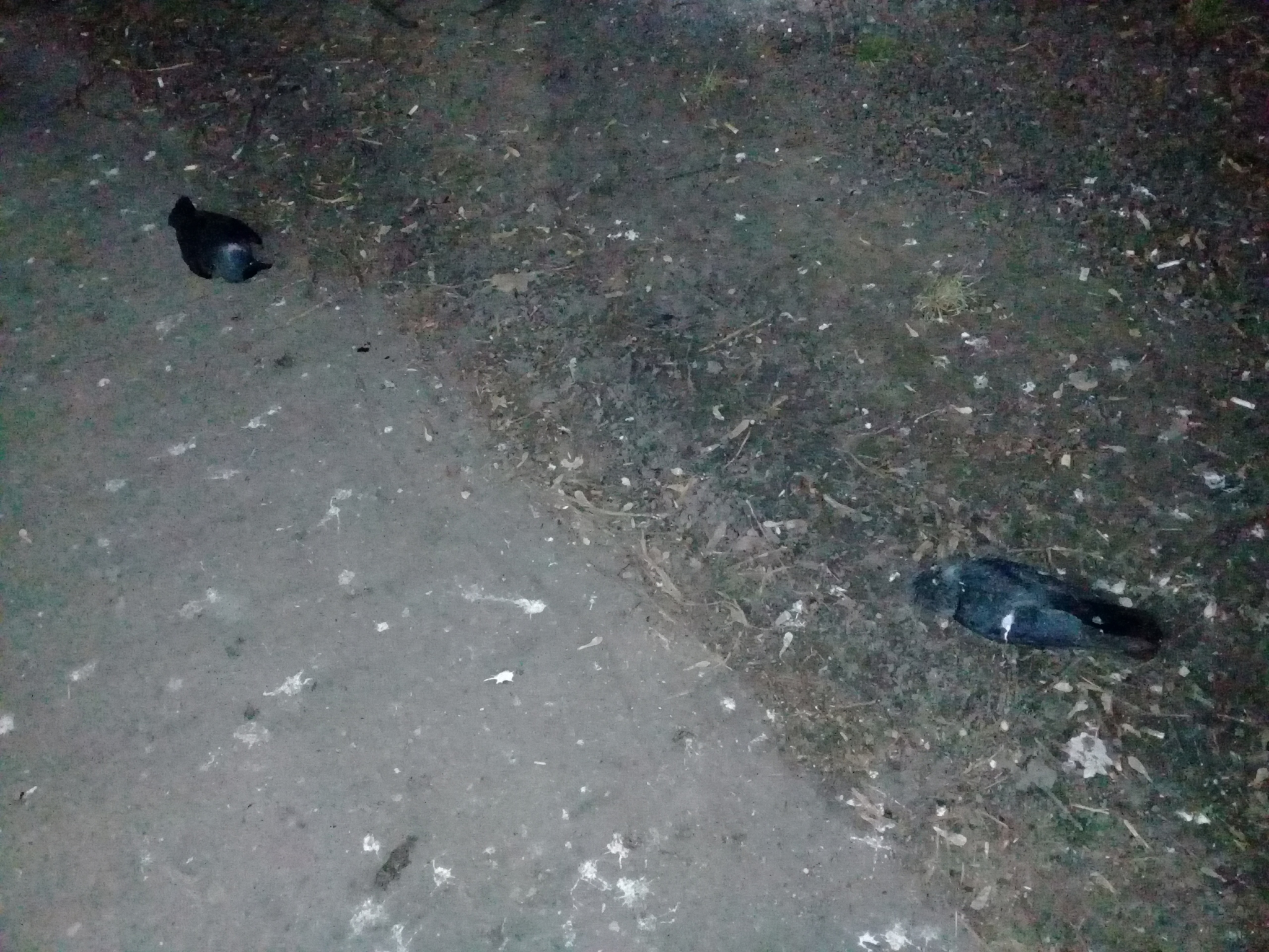 Соцсети: В Рязани снова массово гибнут птицы