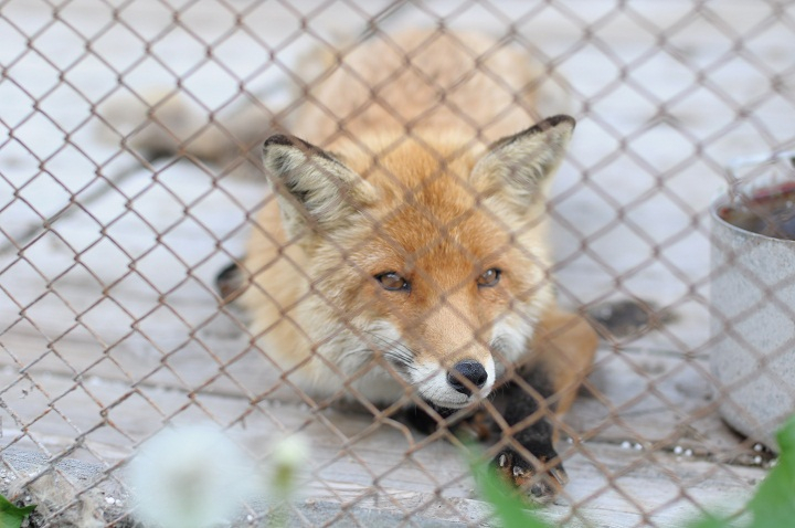 Нашествие лис в Рязанской области⚠️  Охотникам увеличили вознаграждение за убитых рыжих хищниц
