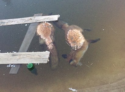 СМИ: неизвестные утопили лисиц в пруду