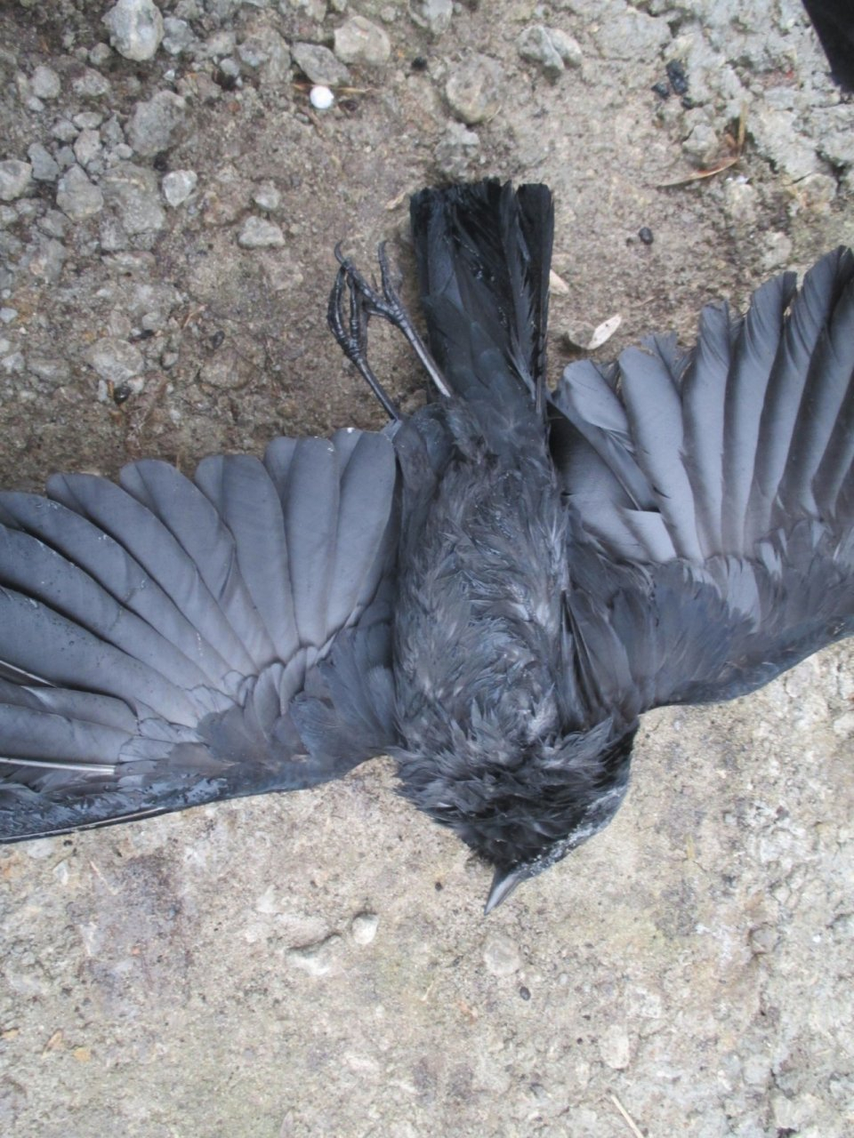 Соцсети: в Рязани птицы мрут на лету