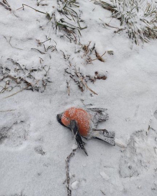 "А вот и снегири уже падают" - в Рязани опять заметили мертвых птиц