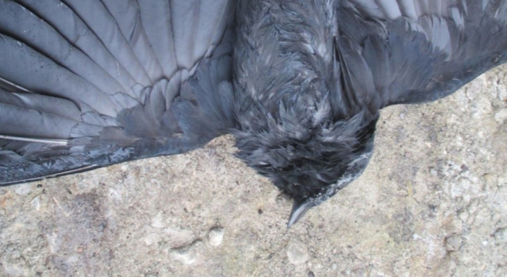 Орловские ученые выяснят причину гибели рязанских птиц