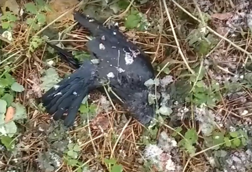 Гибель птиц в рязанском парке - жители города обнаружили десятки мертвых пернатых