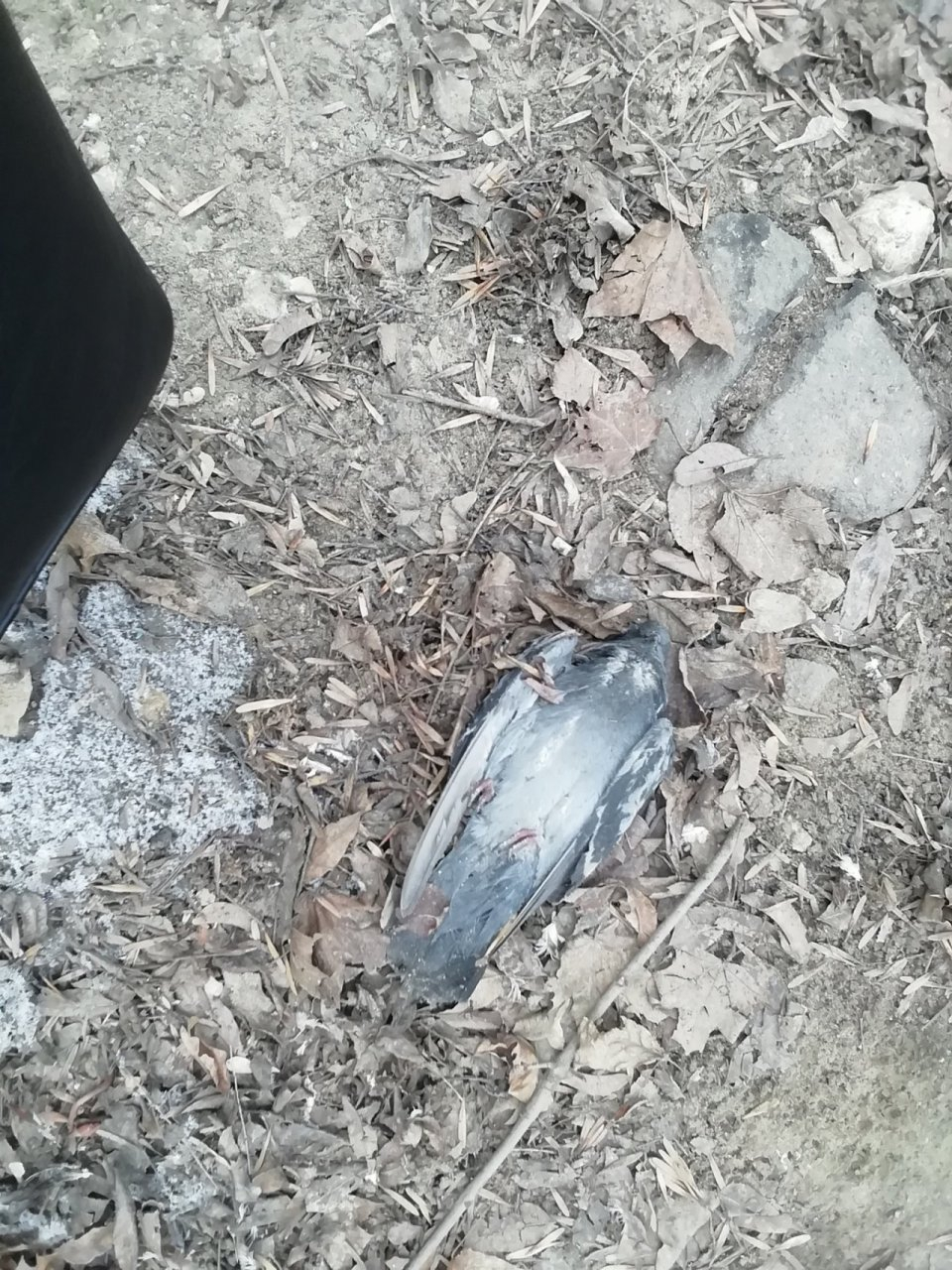 На детской площадке у Телезавода нашли мертвых птиц