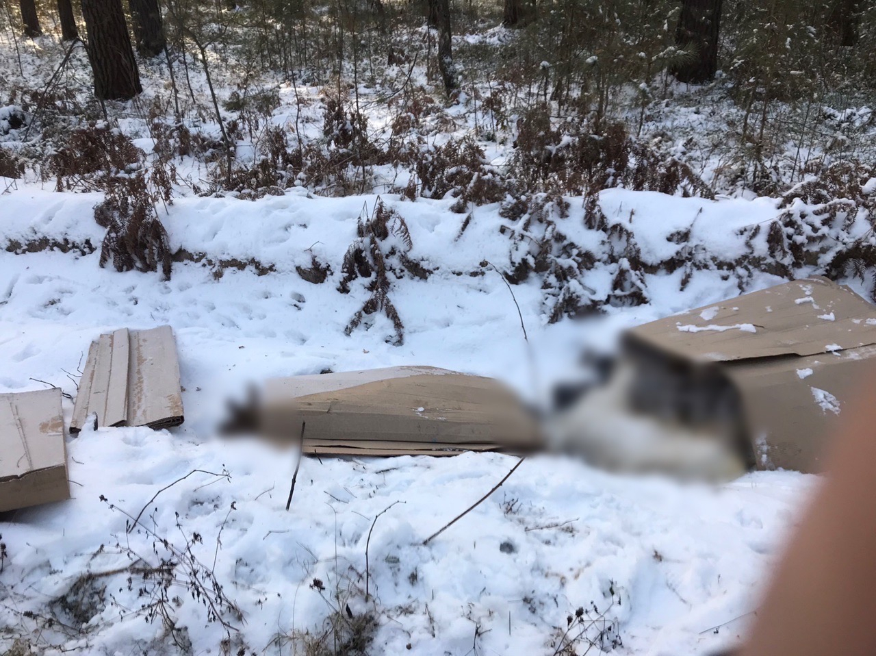 Соцсети: в Касимове нашли коробки с трупами животных