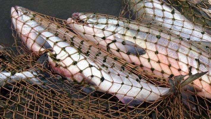 Рязанские браконьеры лишились более 200 метров рыболовных сетей