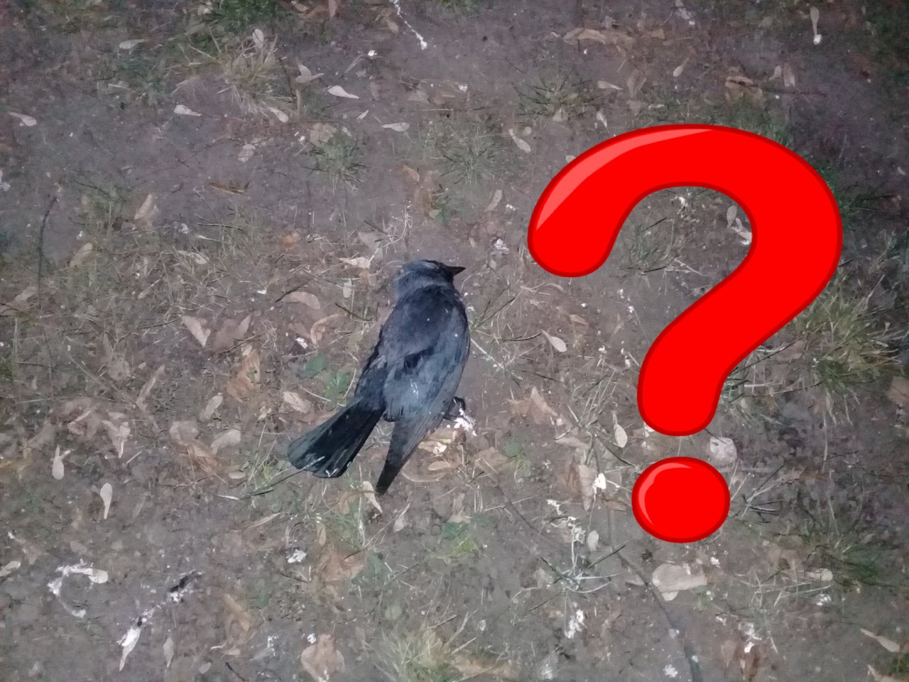 Причина смерти птиц - не в воздухе: как это аргументирует рязанское Управление ветеринарии
