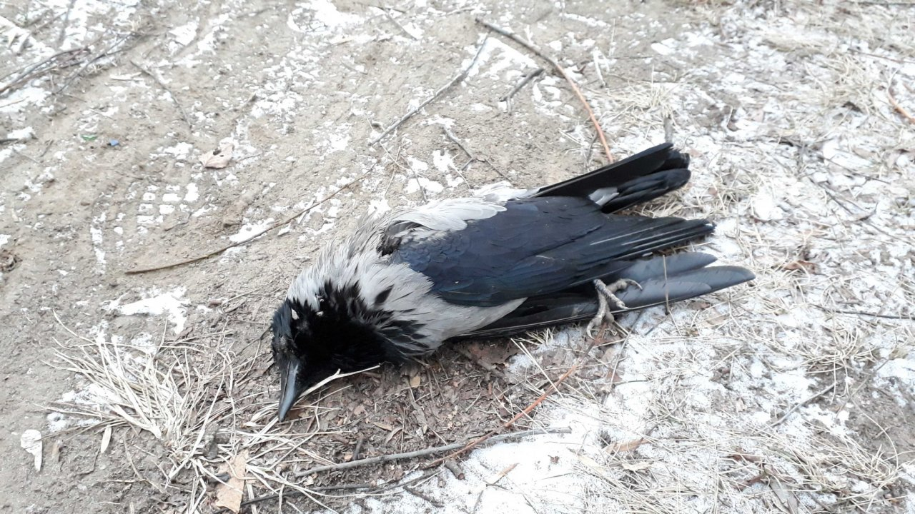 Секретные материалы: рязанские активисты получили отчет орловской лаборатории о мертвых птицах