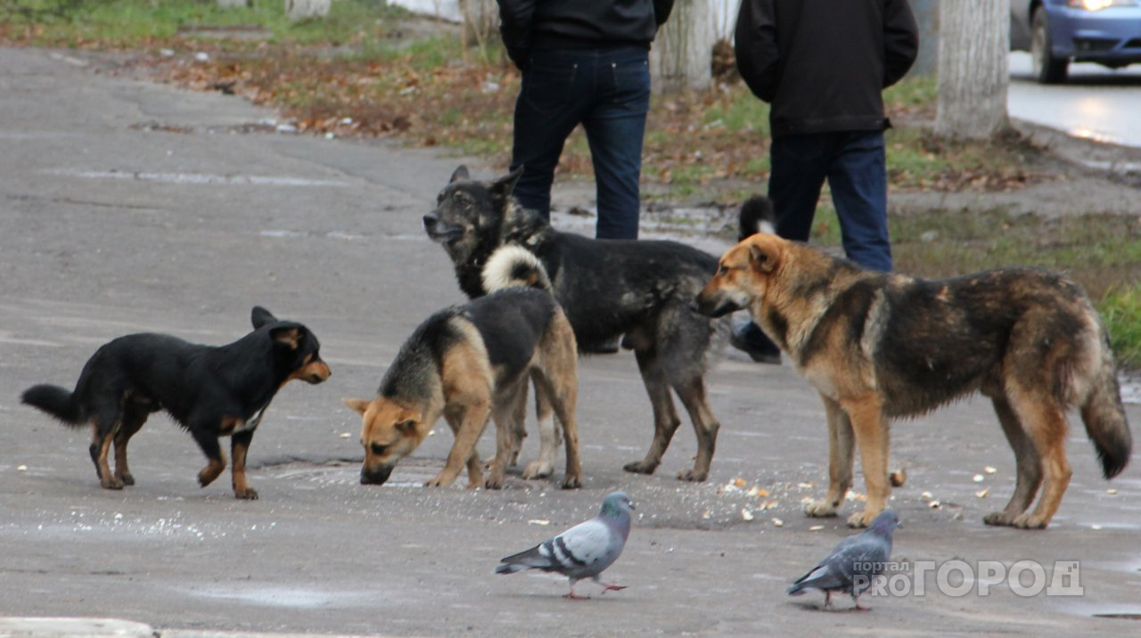 Особо опасны: в Рязани, в районе Канищево обитает свора бездомных собак