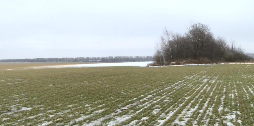 Эксперт о теплой зиме: Рязанские озимые теперь полностью зависят от погоды весной и летом